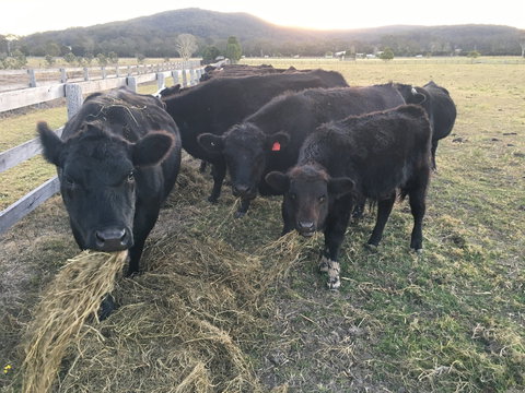 Iris Lodge Alpacas - Events Australia 1