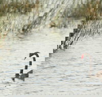 Little Llangothlin Picnic Area - Events Australia