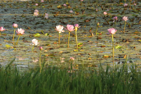 Miles - Tourism Bookings 2