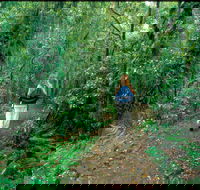 Mount Cougal Springbrook National Park - Events Australia