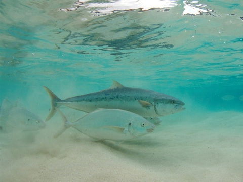 Ned's Beach - Events Australia 2