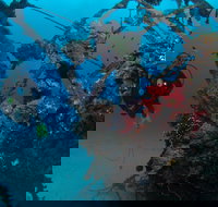 Severance Shipwreck Dive Site - Events Australia