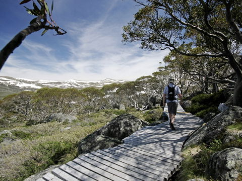 Snow Gums Boardwalk - Events Australia 0