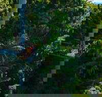 Tamborine Rainforest Skywalk - Tourism Bookings