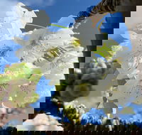 Tasmania Birchs Bay Cherries - Events Australia