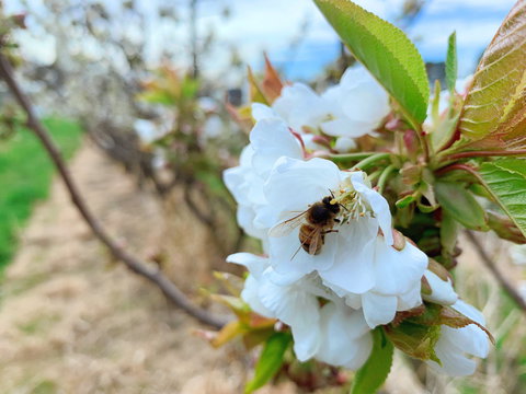 Tasmania Birchs Bay Cherries - Events Australia 1