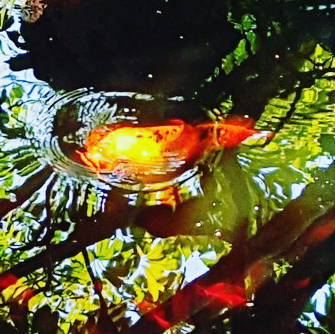 The Fernery At Diamond Waters - Events Australia 2