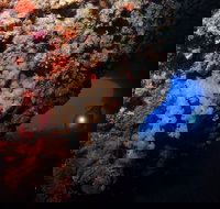 The Blowhole - Events Australia