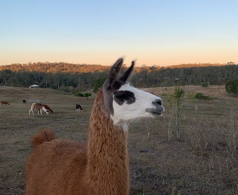 The Llama Farm - Events Australia 0