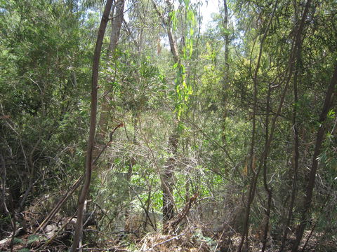 Wangaratta Common Nature Conservation Reserve - Events Australia 0