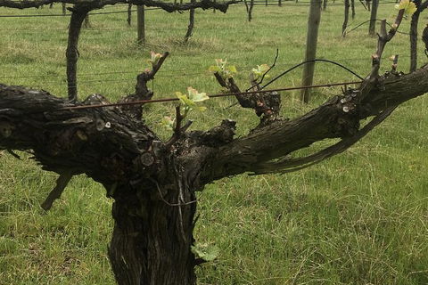 Personalised Wine Tour Experience In The Beautiful NSW Southern Highlands - Tourism Bookings 4