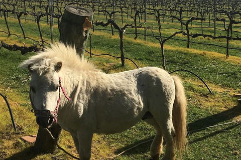 Personalised Wine Tour Experience In The Beautiful NSW Southern Highlands - Tourism Bookings 5