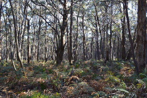 Six Foot Track - Events Australia 3