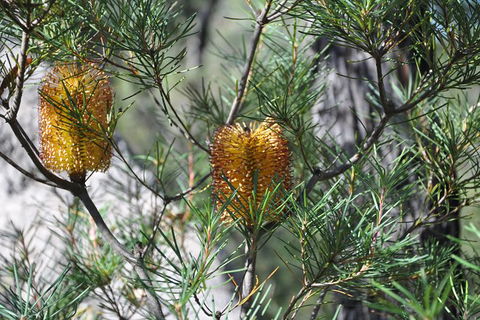 Private Blue Mountains Tour - Tourism Bookings 5