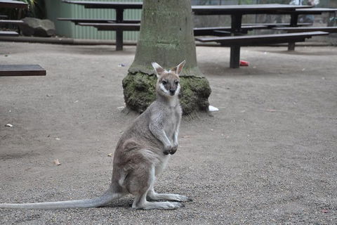 Private Blue Mountains Tour - Tourism Bookings 4