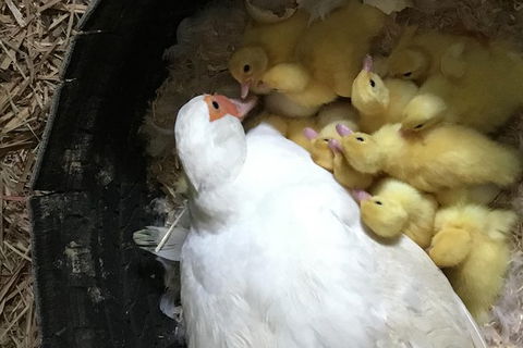 Interactive Farm Tours On A Beef, Lamb And Duck Farm - Tourism Bookings 3