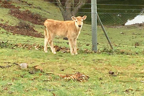 Interactive Farm Tours On A Beef, Lamb And Duck Farm - Tourism Bookings 7
