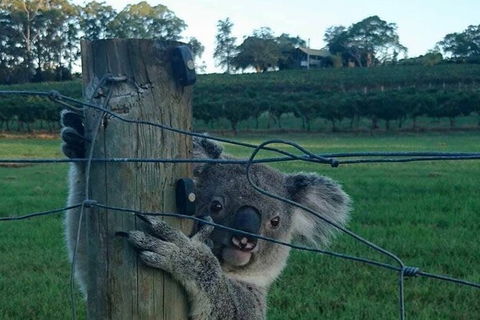 The Secret Vines Experience Port Macquarie - Events Australia 1