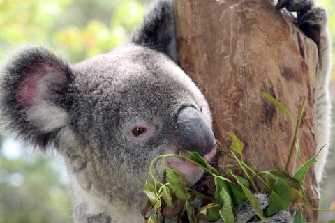 Private 10-hour Tour To Blue Mountains From Sydney - Hotel Pick Up & Drop Off - Accommodation Europe 2