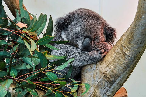Blue Mountains Highlights, Wildlife Park And Scenic World Full Day Private Tour - Tourism Bookings 1