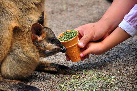 Blue Mountains Highlights, Wildlife Park And Scenic World Full Day Private Tour - Tourism Bookings 3
