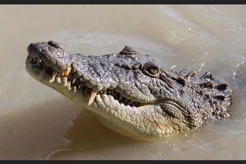 Pathfinder Jumping Crocodile Cruise Shuttle Bus - Events Australia 3