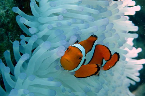 Seastar Luxury Outer Great Barrier Reef Island And Reef Tour From Cairns - Events Australia 8