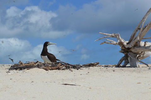 Seastar Luxury Outer Great Barrier Reef Island And Reef Tour From Cairns - Events Australia 10