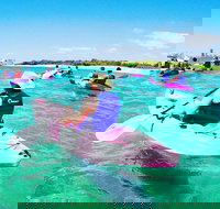 Half Day Dolphin Kayaking and Snorkeling Tour - Events Australia