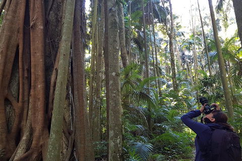 Small Group Gold Coast Mountain Tour: Springbrook National Park And Mt Tamborine - Events Australia 5