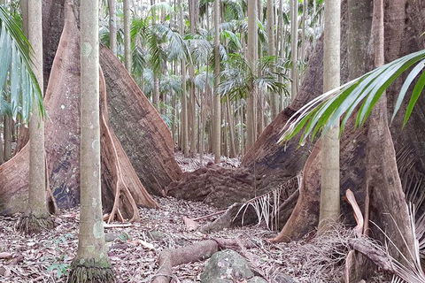 Small Group Gold Coast Mountain Tour: Springbrook National Park And Mt Tamborine - Events Australia 4