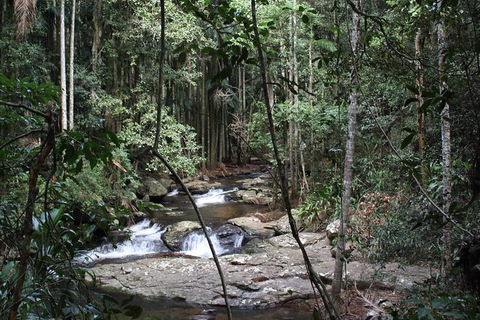 Small Group Gold Coast Mountain Tour: Springbrook National Park And Mt Tamborine - Events Australia 8
