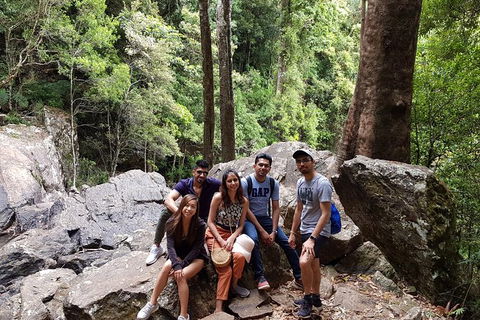 Small Group Gold Coast Mountain Tour: Springbrook National Park And Mt Tamborine - Events Australia 3