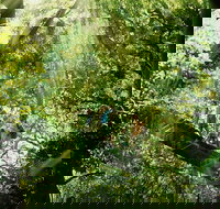 Gold Coast Lamington National Park and Tamborine Mountain 4WD Ecotour - Events Australia