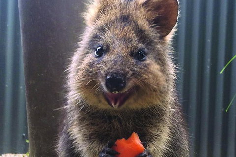 Kuranda Koala Gardens And Birdworld Admission Tickets - Events Australia 2