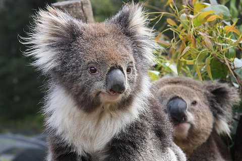Kuranda Koala Gardens And Birdworld Admission Tickets - Events Australia 0