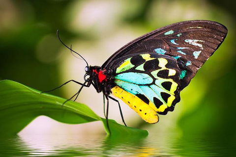 Australian Butterfly Sanctuary - Events Australia 0