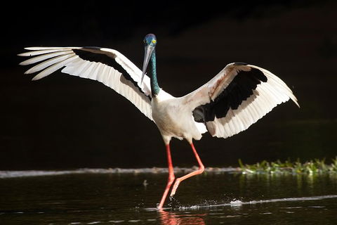 Daintree River - Private Photography Cruise - Events Australia 0