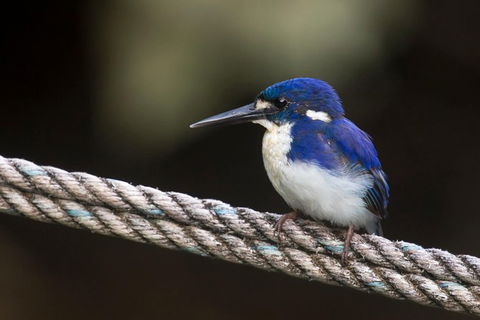 Daintree River - Private Photography Cruise - Events Australia 1