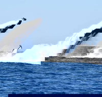 Noosa Whale Watching - Events Australia