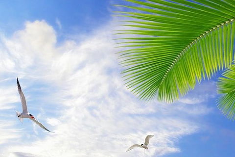 Airport Transfer - Mission Beach To Cairns Airport - Events Australia 4