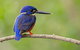 Daintree River Sunset Cruise - thumb 7