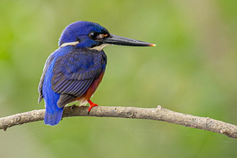 Daintree River Sunset Cruise - Accommodation Europe 7