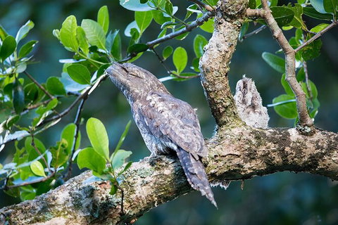 Daintree River Sunset Cruise - Accommodation Europe 4