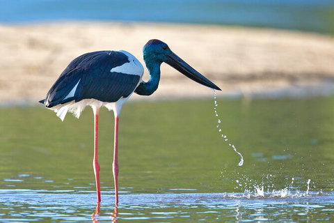 Daintree River Sunset Cruise - Accommodation Europe 8