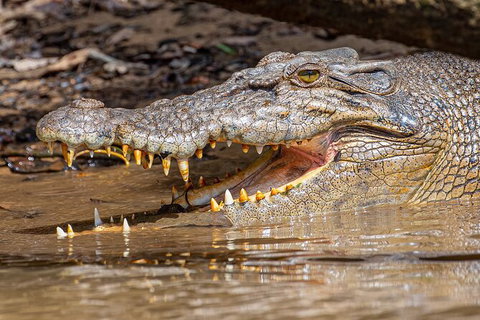 Daintree River Sunset Cruise - Accommodation Europe 6