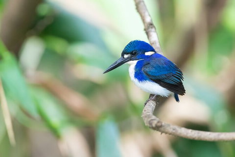 Daintree River Sunset Cruise - Accommodation Europe 10