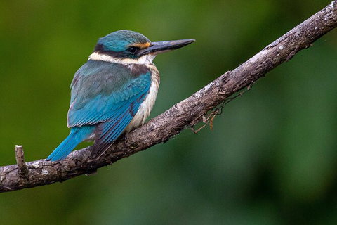 Daintree River Sunset Cruise - Accommodation Europe 5