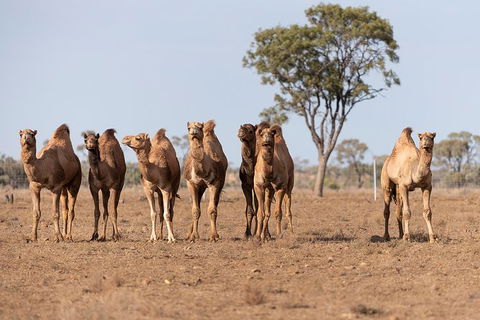 Nogo Station Experience - Events Australia 3