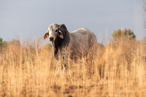 Nogo Station Experience - Events Australia 4